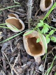 Phylloscypha phyllogena