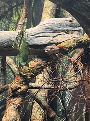 Varanus timorensis