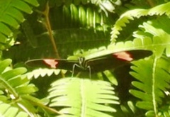 Heliconius erato hydara image