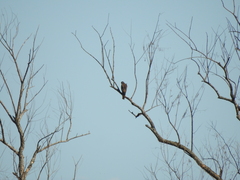 Rupornis magnirostris