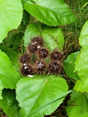 Entelea arborescens