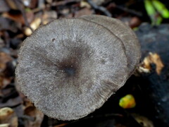 Porotheleaceae