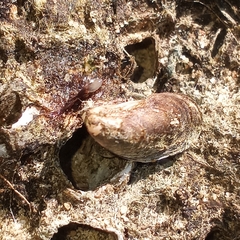 Mytilopsis leucophaeata