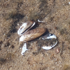 Mytilopsis leucophaeata