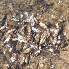 Mytilopsis leucophaeata