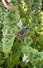 Hylephila fasciolata