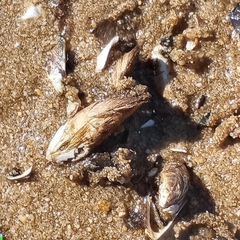 Mytilopsis leucophaeata