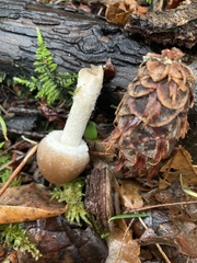 Psathyrella longistriata