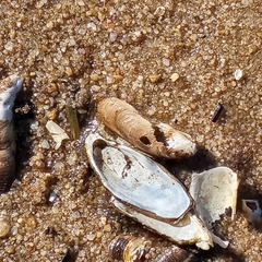 Mytilopsis leucophaeata