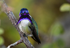 Calypte costae