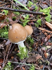 Psathyrella longistriata