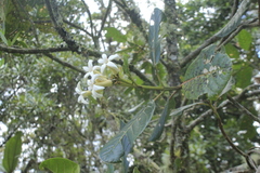 Ladenbergia macrocarpa