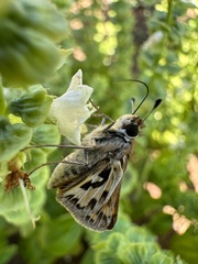 Hylephila fasciolata