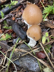 Psathyrella longistriata