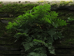 Polypodium