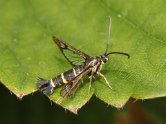 Synanthedon tipuliformis