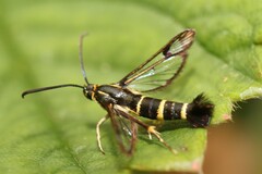 Synanthedon tipuliformis