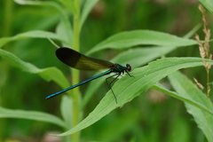 Calopteryx aequabilis