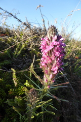 Pedicularis lanata