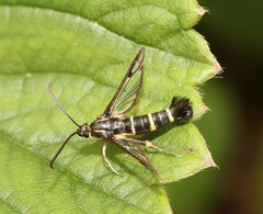 Synanthedon tipuliformis