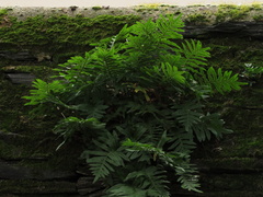 Polypodium