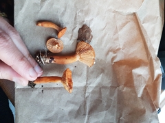 Lactarius lapponicus