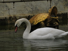Cygnus olor