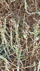 Allenrolfea occidentalis