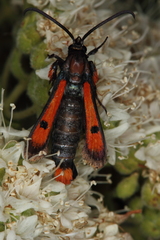 Chamaesphecia chalciformis