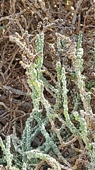 Allenrolfea occidentalis