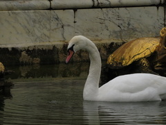 Cygnus olor
