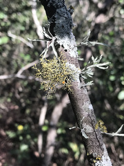 Teloschistes exilis