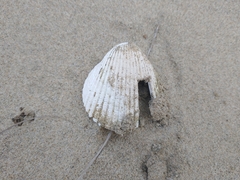 Cardiidae
