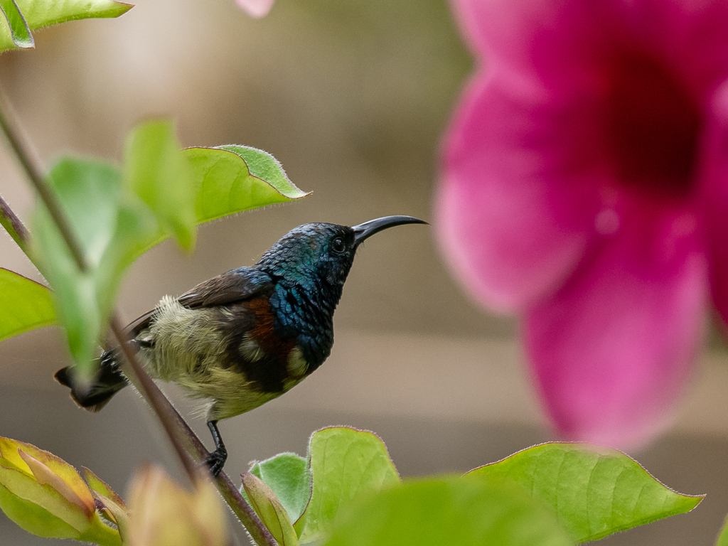 Souimanga Sunbird