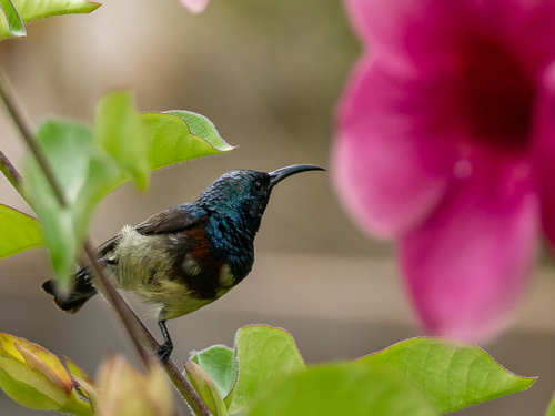 Souimanga Sunbird