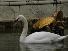 Cygnus olor