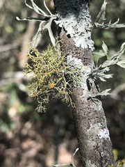 Teloschistes exilis