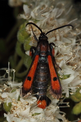 Chamaesphecia chalciformis