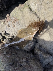 Paralichthys californicus