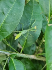 Stagmatoptera hyaloptera