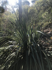 Dasylirion berlandieri