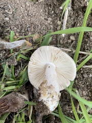 Amanita ocreata