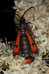 Chamaesphecia chalciformis