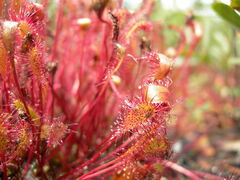 Drosera intermedia