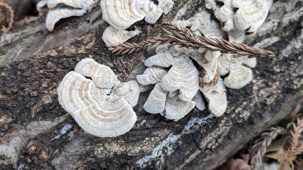 Trichaptum biforme · February 2023 · photo: © atsushi_nakajima_cirque (iNaturalist, cc-by)