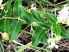 Araujia sericifera