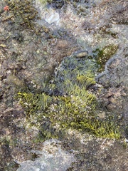 Ahnfeltiopsis concinna