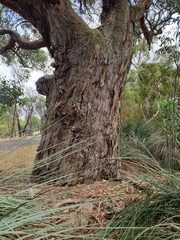 Eucalyptus obliqua