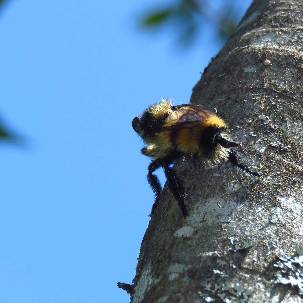Obelophorus landbecki
