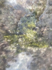 Ahnfeltiopsis concinna